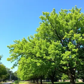 Parque Municipal Chácara do Jockey